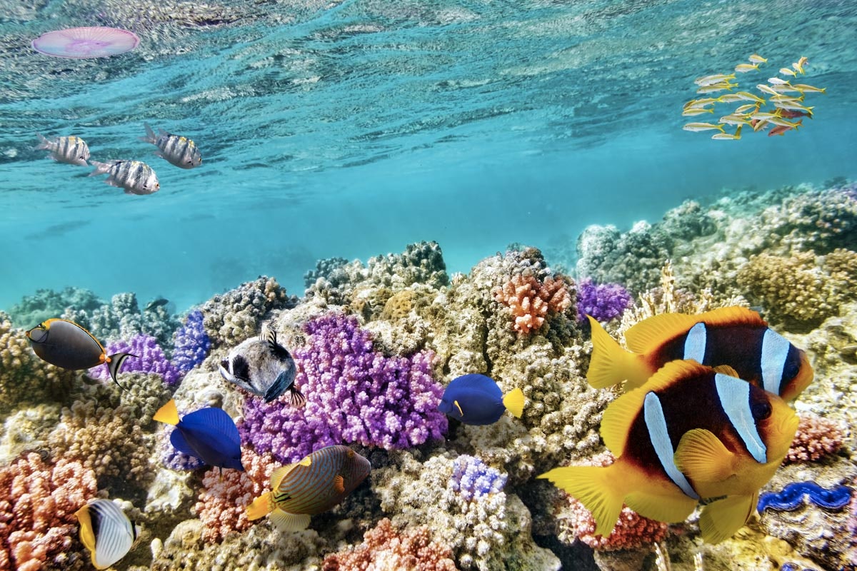 Schnorcheln und Segeln: Wer lebt an den karibischen Korallenriffen?