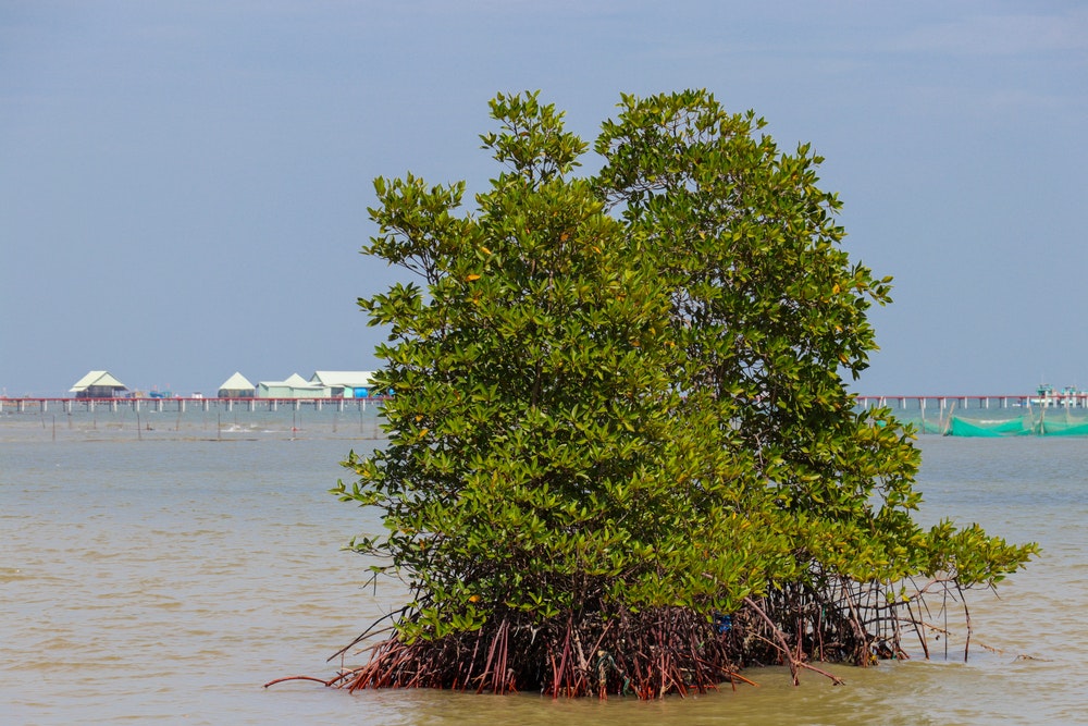 Mangroven är bland annat viktig för att hårdgöra terrängen, skydda kusten mot erosion och rena vattnet.