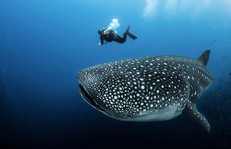 Whale shark in Thailand