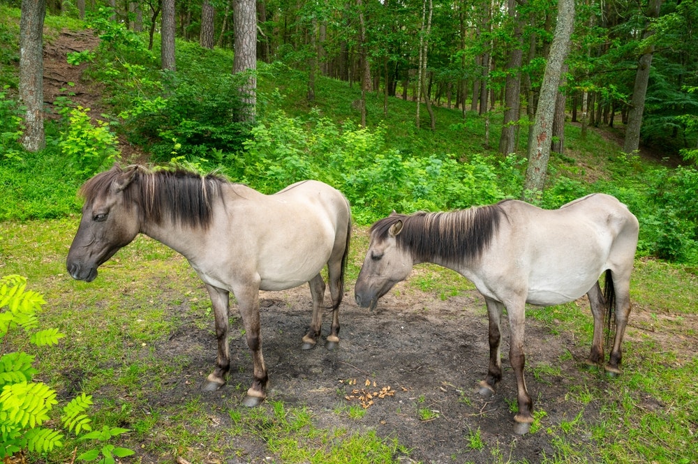 Cavalos selvagens (cavalo polaco) na reserva Popielno no Lago Bełdany, potro