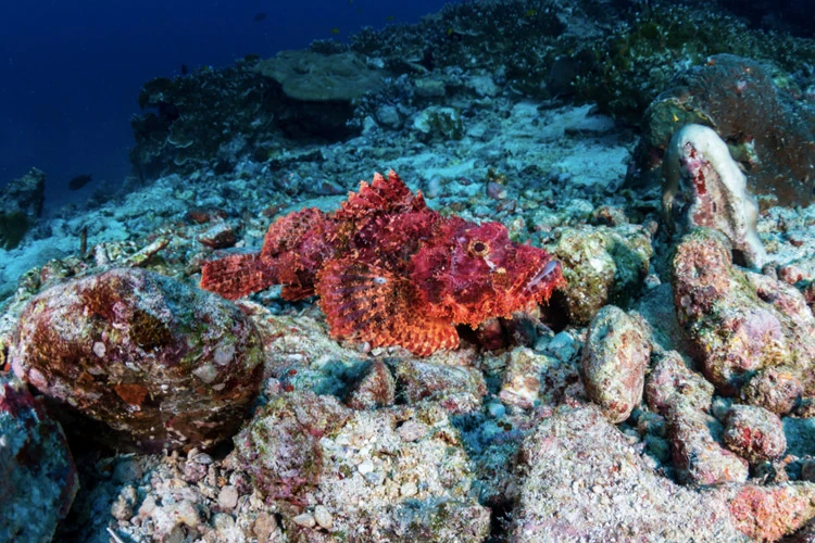 Rockfish have poisonous spines