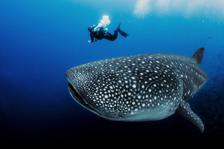 El tiburón peregrino, o tiburón ballena, puede crecer hasta 20 metros de largo pero se alimenta sólo de plancton