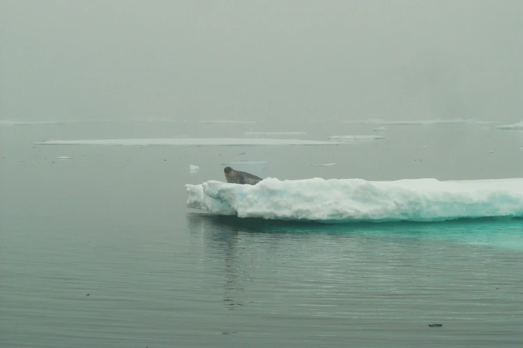 Seal on a piece of ice