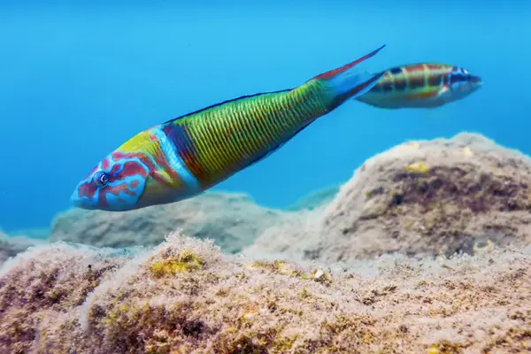 The ornate wrasse (thalassoma pavo) is a traditional guide for every diver