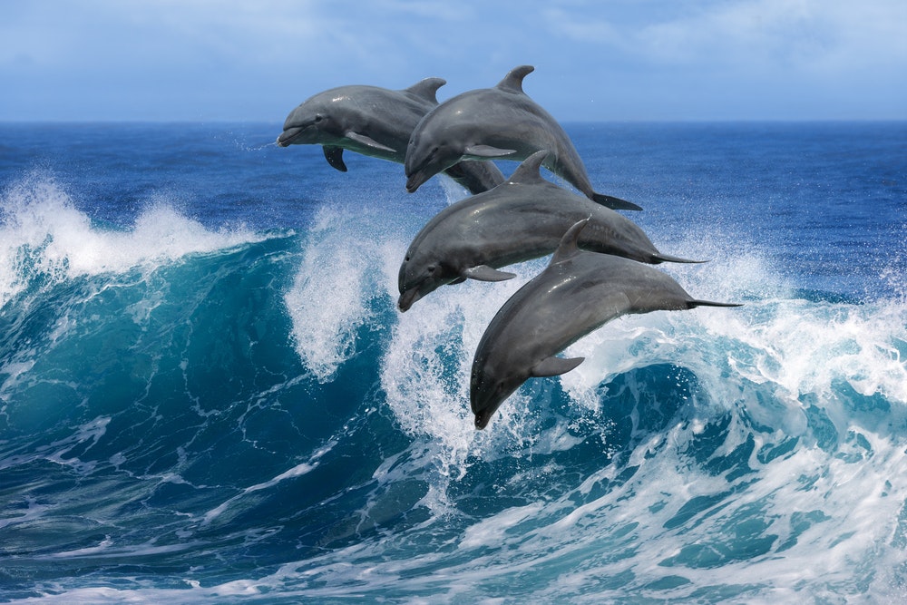 Watching dolphins jumping freely in the waves is an unforgettable experience