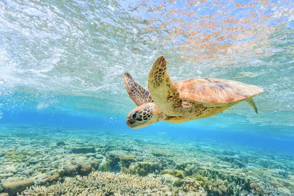 Turtle