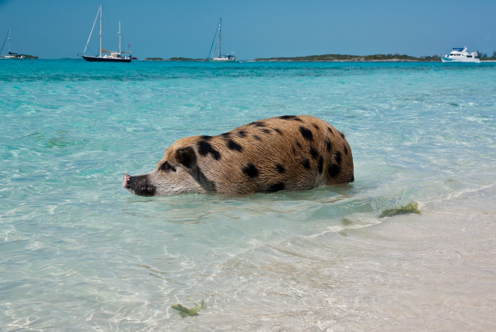 Wild pigs on Big Majors Island in the Bahamas, lazing and walking in the sand and ocean, swimming in the clear blue water