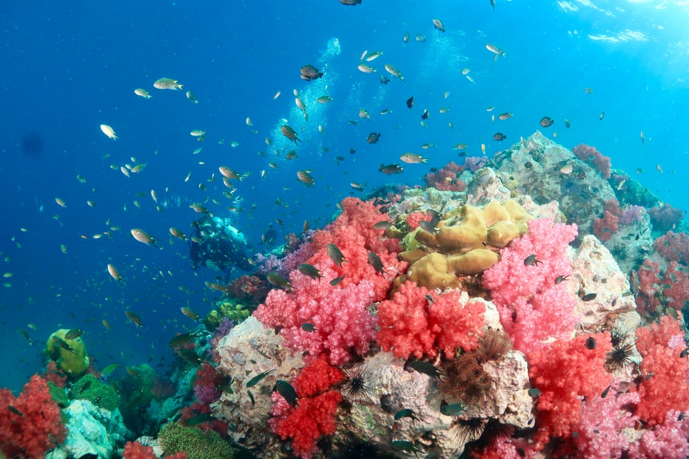 Potápění u ostrova Phuket, bohatý podmořský svět 