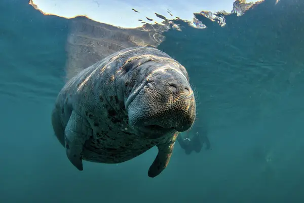 Manatee