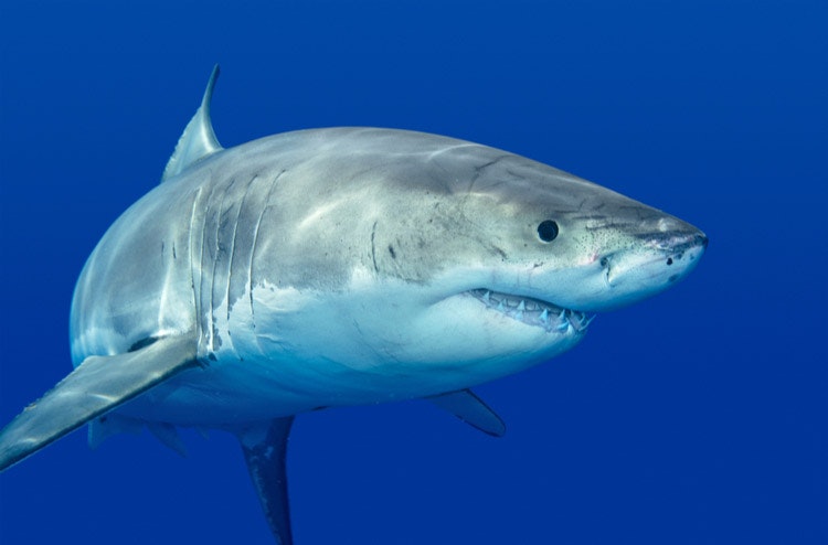 El tiburón (o cualquier otro animal marino) no considera al ser humano como una presa natural