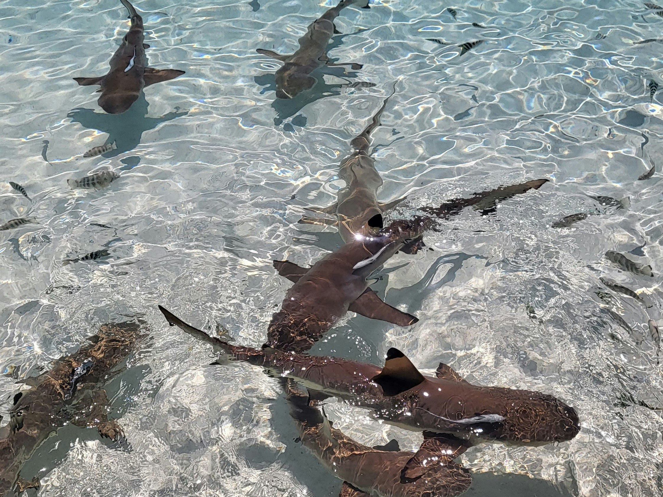Tiburones de punta negra circulando