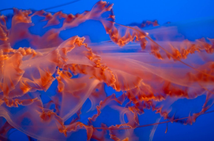 Žahavá chapadla medúzy bývají nebezpečná i svou délkou