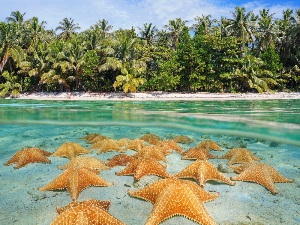 Hvězdice v mořské vodě blízko Bocas del Toro, Panama