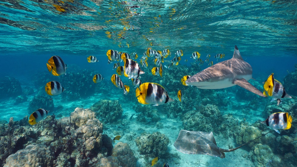 Школа разноцветных тропических рыб с акулой и скатом под водой, Тихий океан, Французская Полинезия