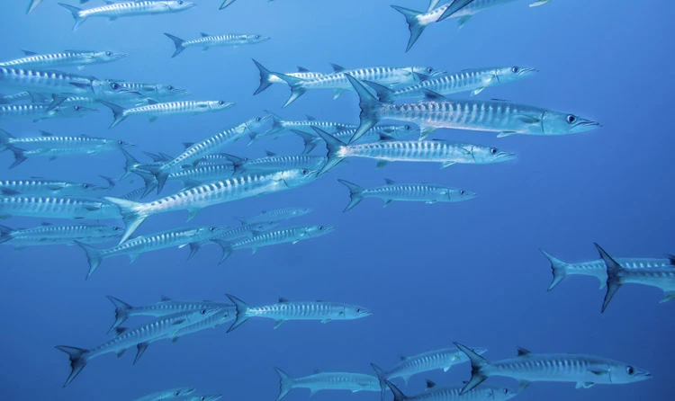 Flock of baracuda on the hunt