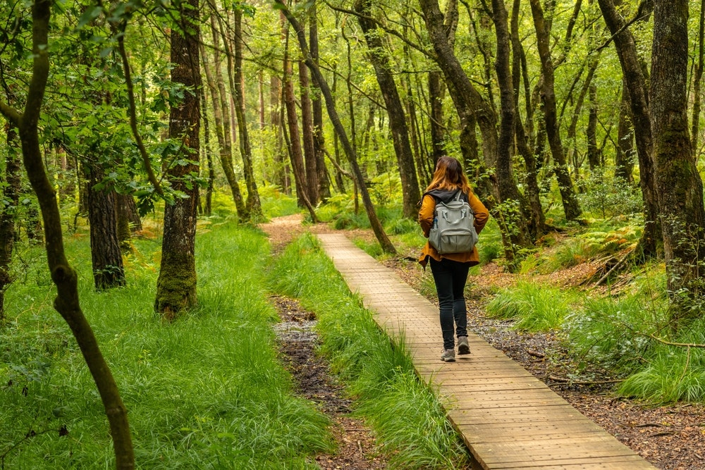 ブロセリアンドの森にあるパインポン湖の木製の歩道。