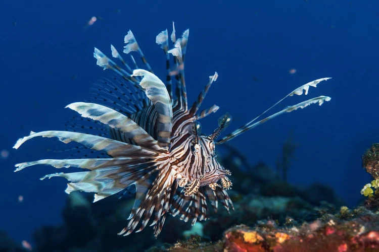 Lionfish