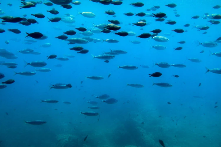 The black damselfish swim in larger shoals