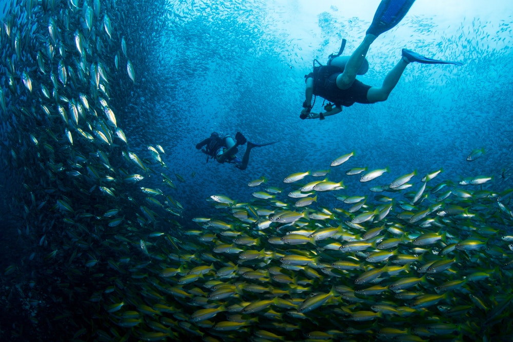 Divers swimming through a school of jacks and snappers near Koh Tao island in the Gulf of Thailand.