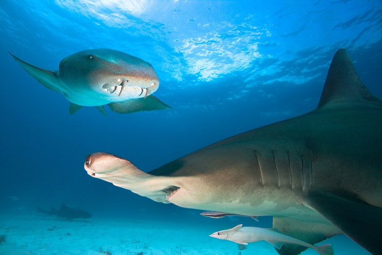 Zaujímavý žralok fúzatý so žralokom kladivohlavým