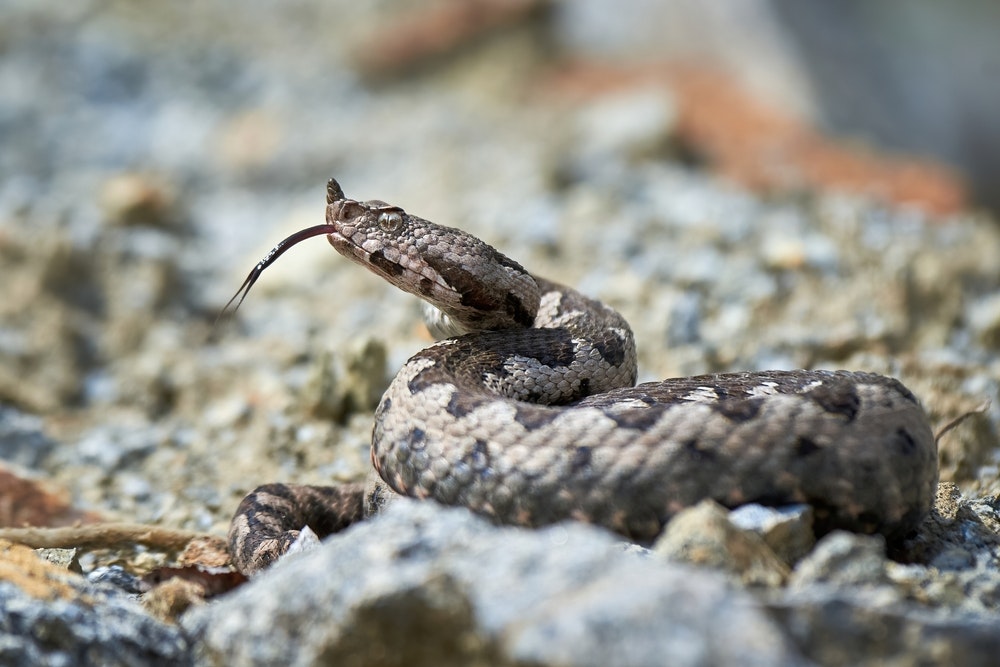 Jedovatá púštna zmija rožkatá (Vipera ammodytes)