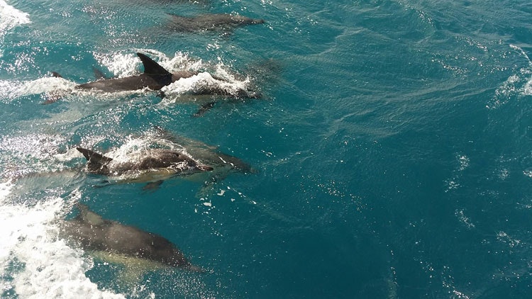 Delfinek a világ körüli utazáson az Altego l-vel