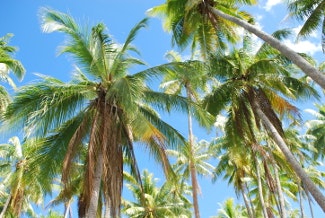 Polynésie palmy
