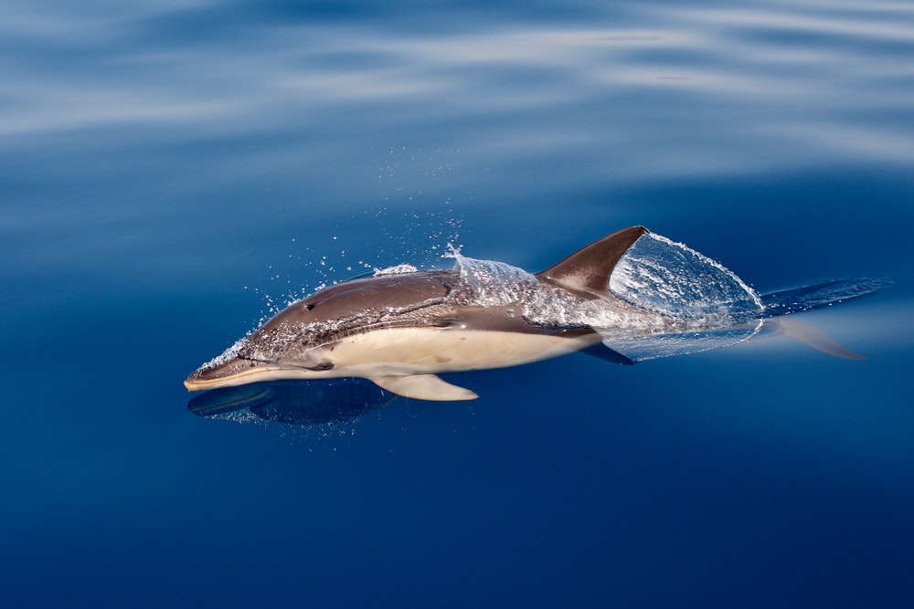 Common dolphin or common bottlenose dolphin 