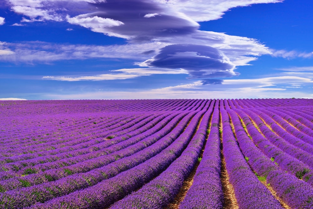 Moln som förutsäger byiga vindar över ett lavendelfält i Frankrike.