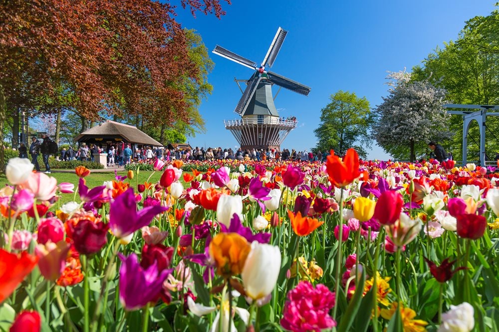 Moinho típico holandês e tulipas