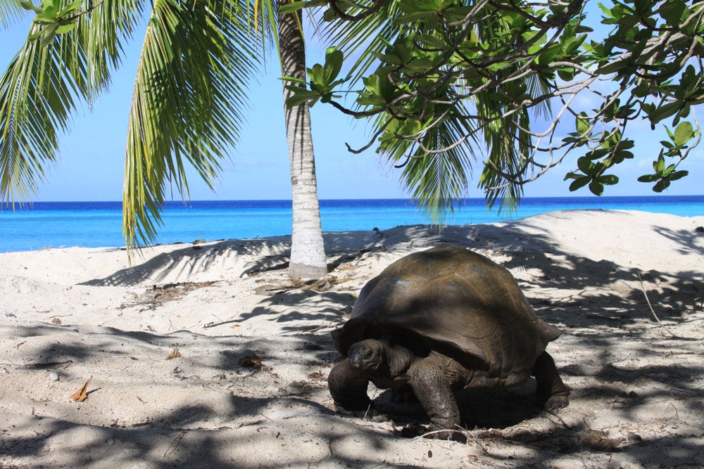 Aldabra-Atoll, Seychellen