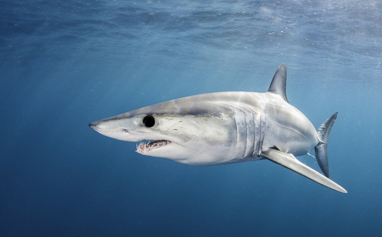 De mako haai kan versnellen tot 86 km/u