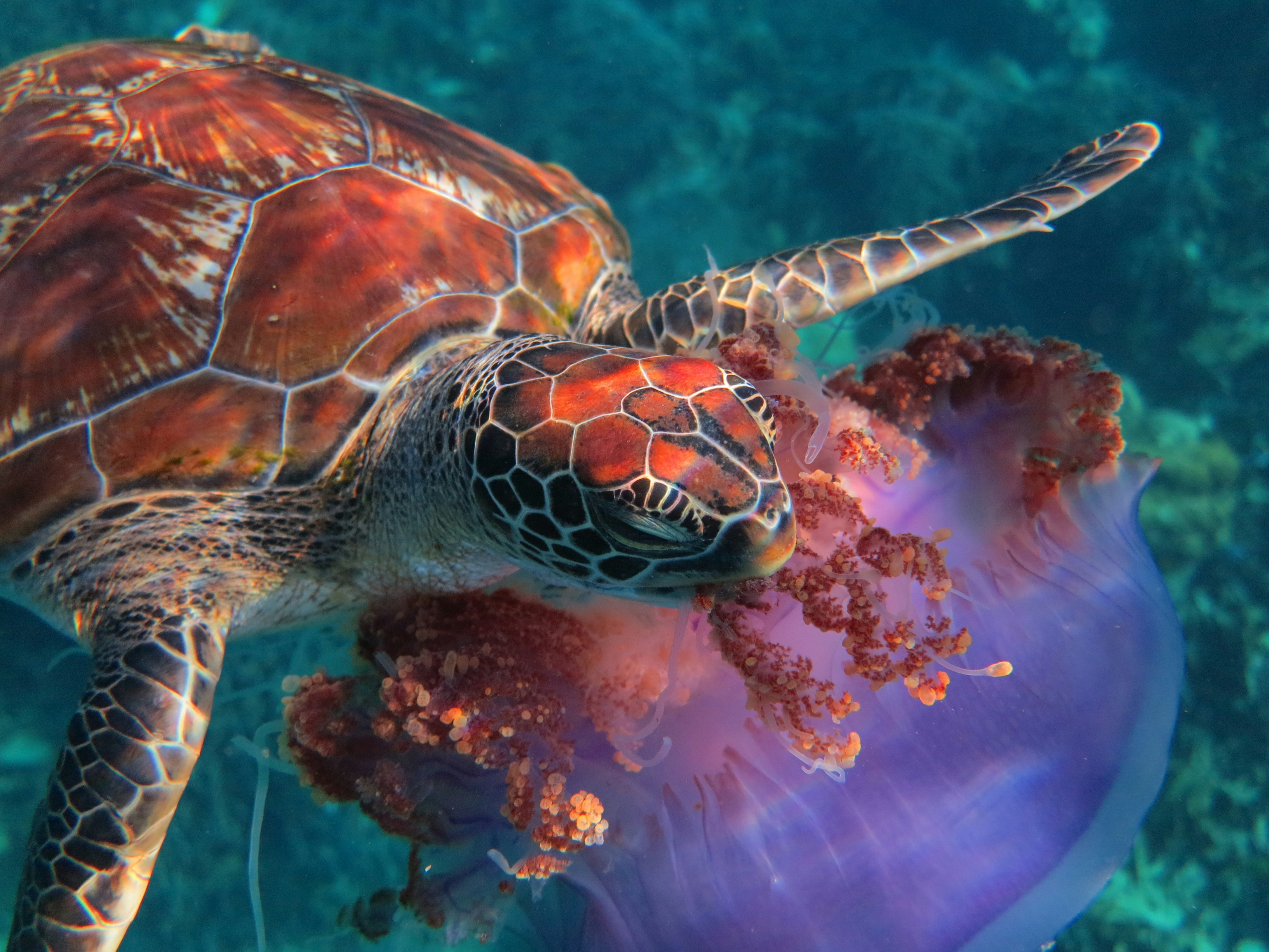 Le tartarughe sono il principale predatore delle meduse.