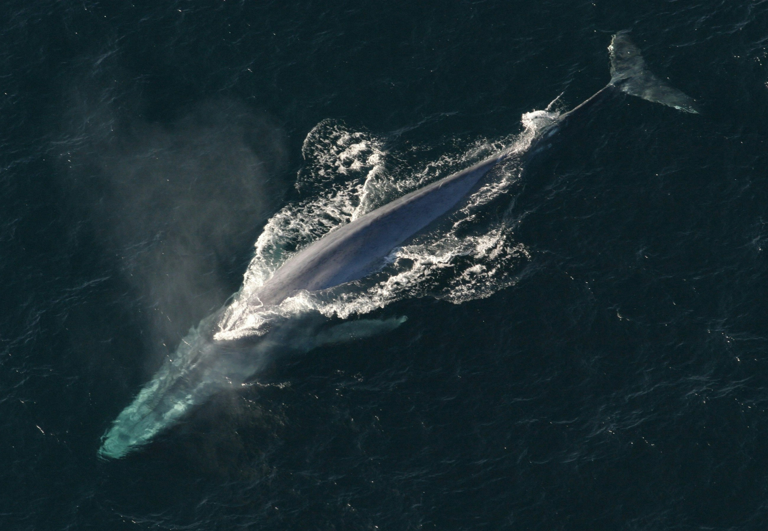 Ein riesiger Wal. NOAA Photo Library - CC, freie Arbeit
