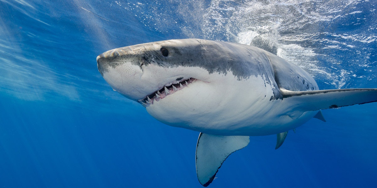 Overwin je angst voor haaien: leer in plaats daarvan van ze te houden! 