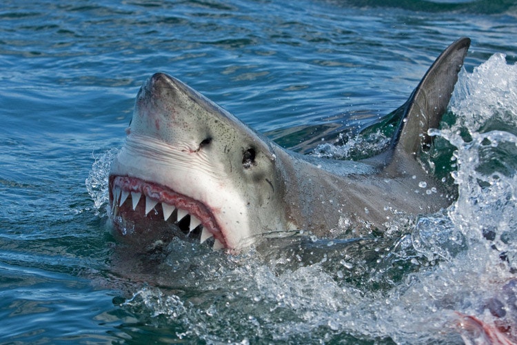 Een haai steekt zijn snuit omhoog als hij aanvalt