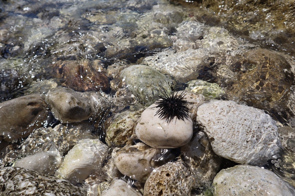 Morski ježek v roki. Echinus