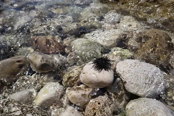 Giftige zeedieren in Kroatië en andere gevaarlijke wezens