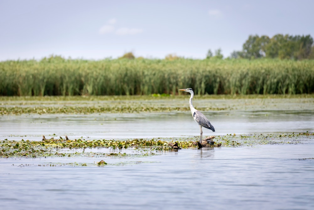 Le lac Tisza et un héron observateur