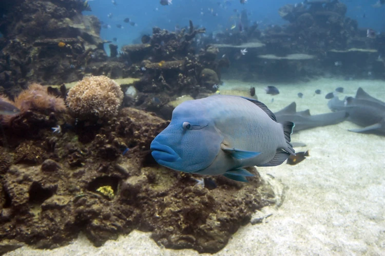 Grouper resting on the reef