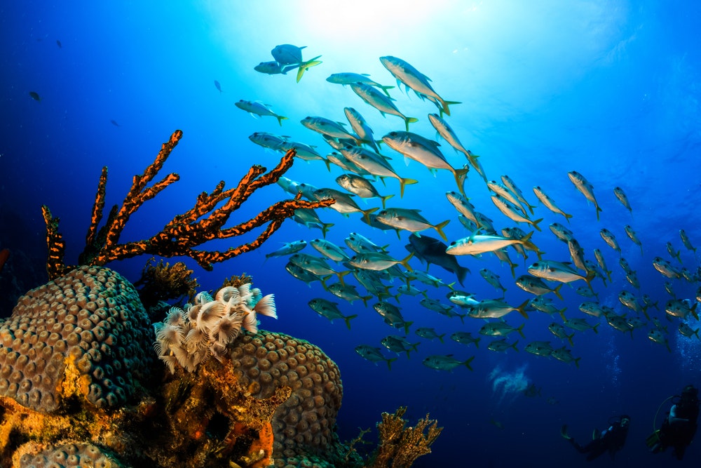 Immersione alle Bahamas, foto subacquea con un banco di pesci e una vista sui coralli colorati