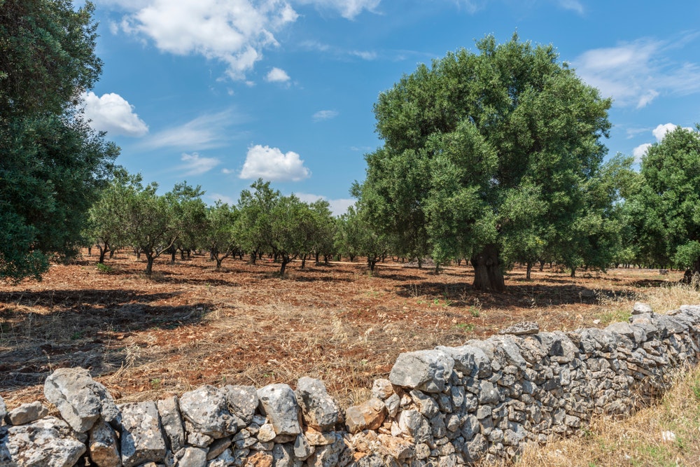 Olivový háj v Chorvátsku.