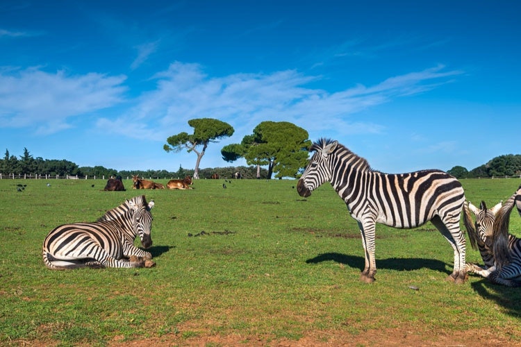 Safari v národním park Brijuni