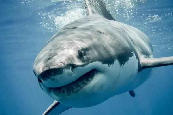 Falls der Hai zu neugierig wird, ist es angebracht, die Regel FACE - GUIDE - PUSH – MOVE zu verwenden