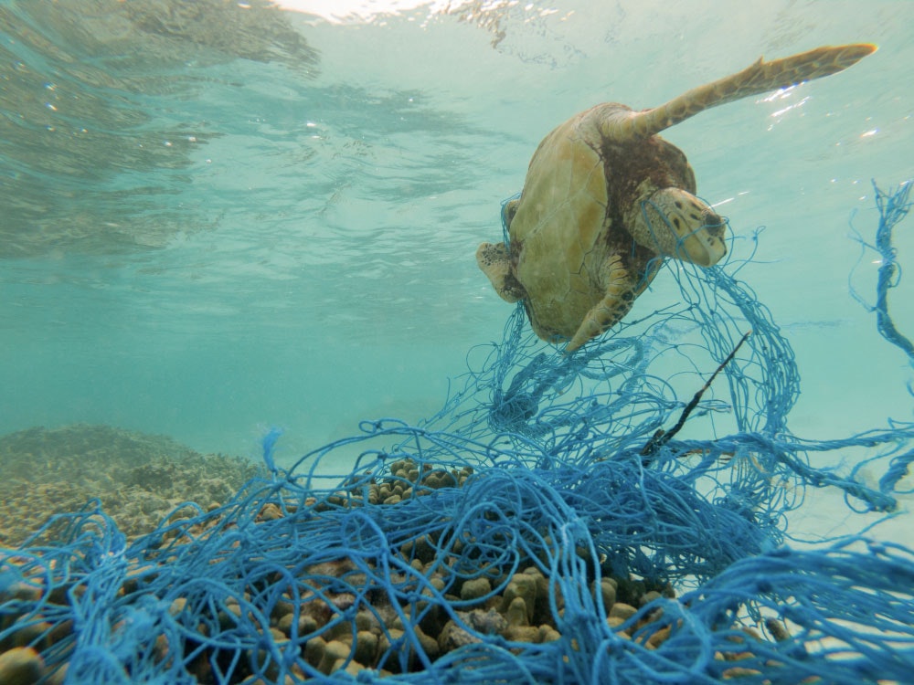Zelená mořská želva zapletená ve vyřazené rybářské síti