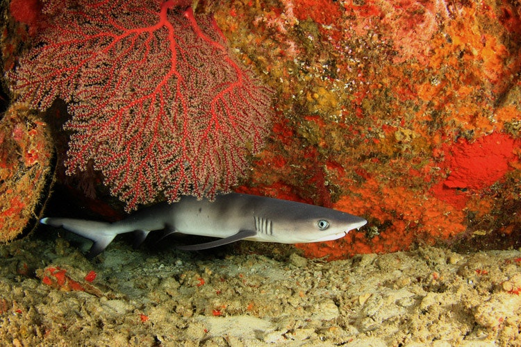 El tiburón de la laguna (también tiburón de arrecife o tiburón de punta blanca) mide sólo 1,5 m.