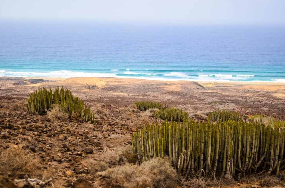Divoké kaktusy a výhled na moře. Cofete, Fuertaventura, Kanárské ostrovy, Španělsko
