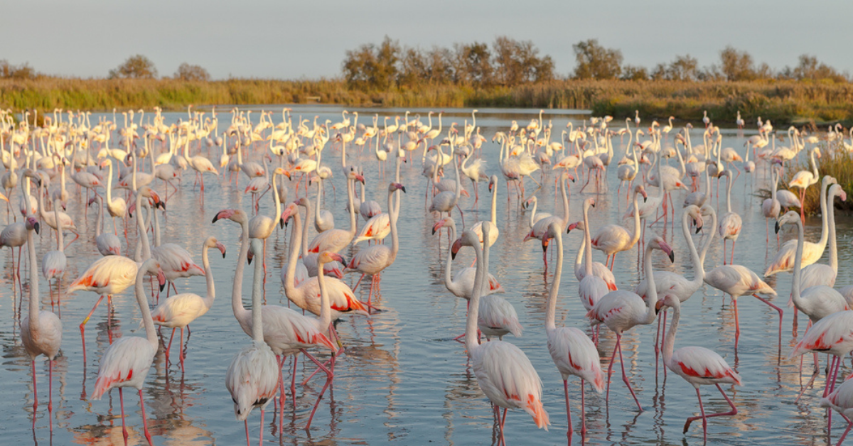 Camargue'deki flamingolar