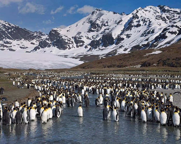 Pingviner på väg till Antarktis