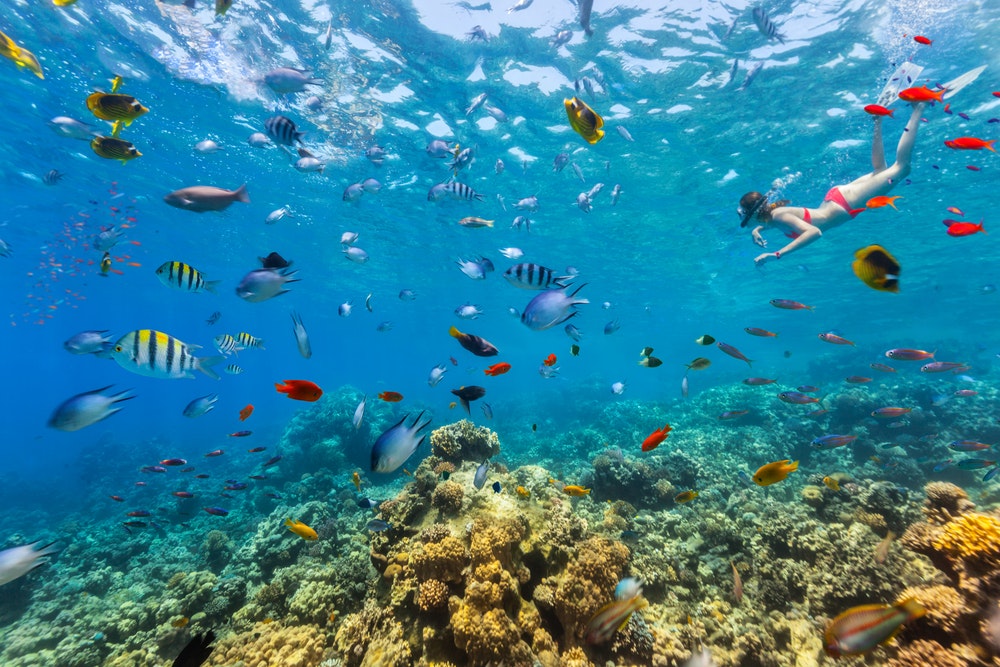 色とりどりの魚が泳ぐ珊瑚のそばでシュノーケリング。 